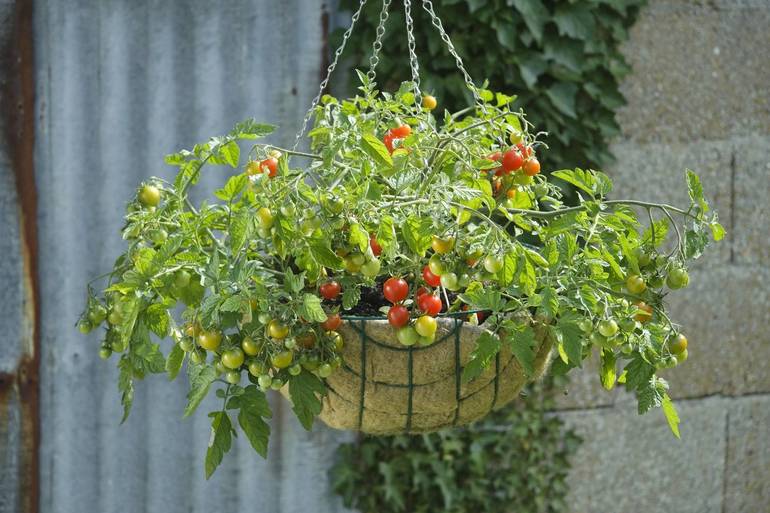Tips for Selecting the Best Tomatoes for Your Garden | South Plainfield, NJ  News TAPinto | TAPinto