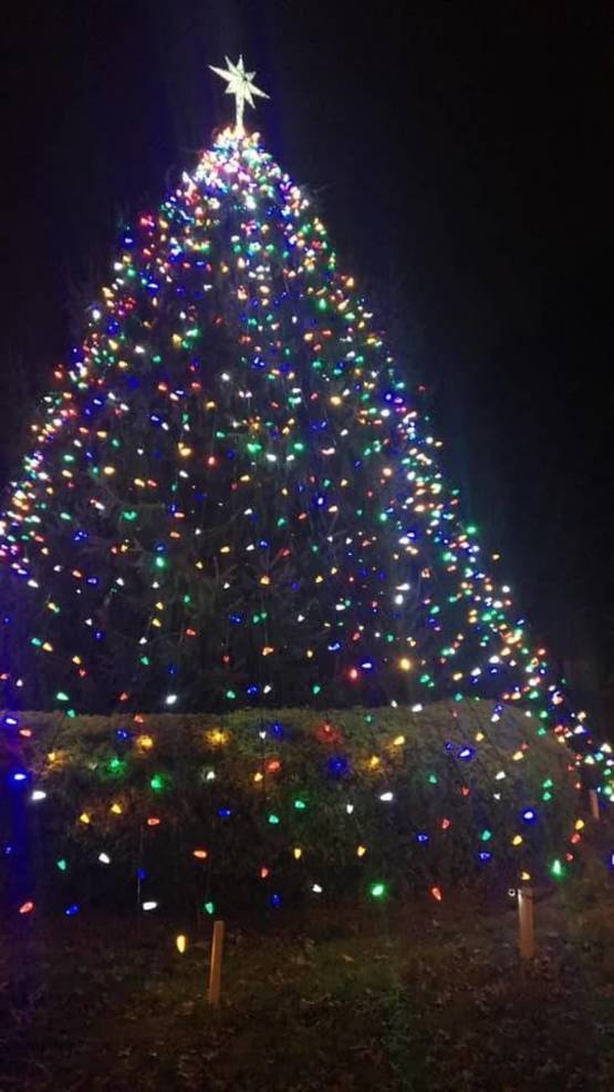tree.jpg