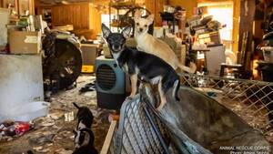 Carousel image 3c98dc992f86182b849b tri county chihuahua15