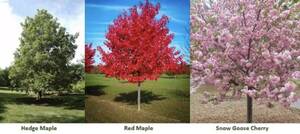 Carousel image f0bc55192d49712fc516 tree