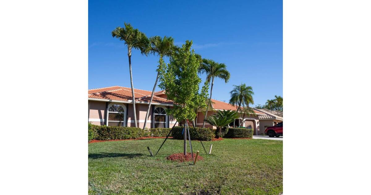 Coral Springs Launches Street Tree Program With $250 Rebate for Homeowners