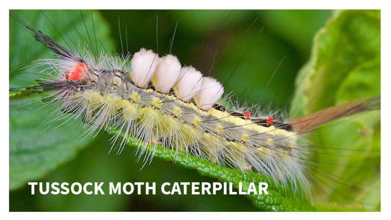 Stinging Caterpillars Spotted In Our Area Tapinto Stinging Caterpillars Spotted In Our Area Tapinto