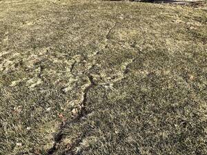 Carousel image 992da5d5191c98075add vole damage to lawn photo credit melinda myers 300dpi