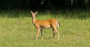 Carousel image 96c85282ce7cb852a180 web early hunting season with 1 pic