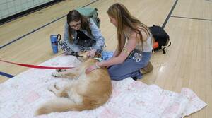 Carousel image 400e1a therapy dogs