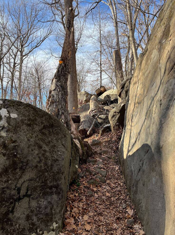 5601367 Two Princeton Woods Inducted into Old-Growth Forest Network ...
