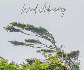 Carousel image c4d00131321ec1ff9bca wind advisory