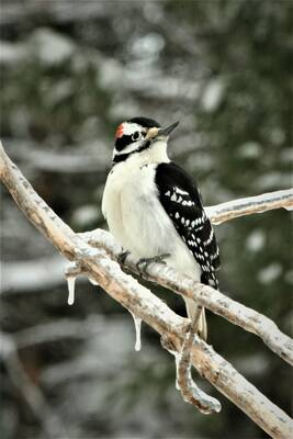 Carousel image 9d0be8b4aeffe0323023 woods