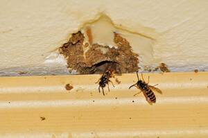 Carousel image 03ad62d32d392928af09 yellow jacket breakthrough small