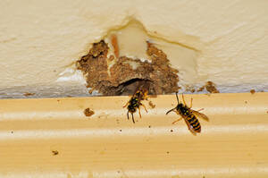 Carousel image ade45ee9c0ca47790531 yellow jacket breakthrough large