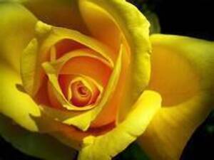 Carousel image dd160e90afe53c581f41 yellow rose