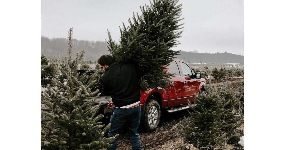 Live Christmas Trees Can ‘Spruce Up’ Your Holiday Season Woodbridge