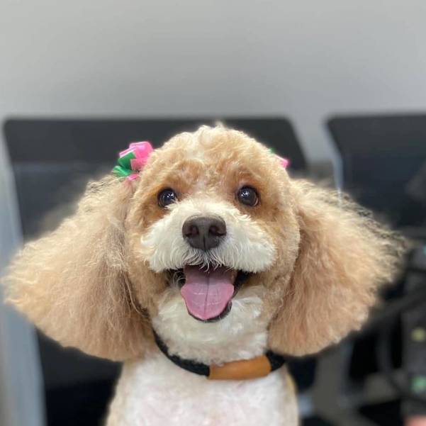 MUST LOVE DOGS! Green Leaf Pet Resort of Ocean is Hiring!