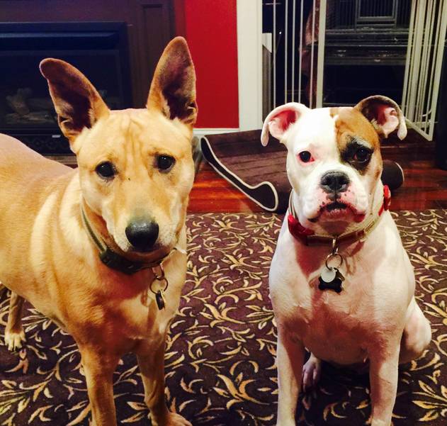 dogs.jpg