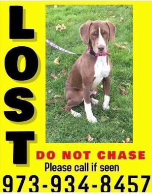 Lost Dog; Last Seen in Cedar Knolls