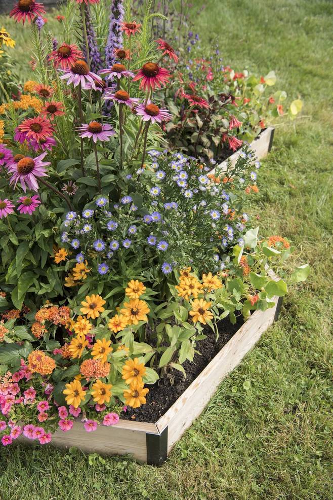 Designing A Beautiful Garden For You And The Pollinators Tapinto