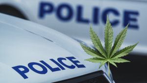 Carousel image 1a6765a7c7fd7f2fbef5 best crop eada84beb952b9321eb9 best crop 057929bfb9f229717be5 2025 news cannabis bust  1600 x 900 px 