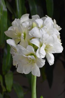 Carousel image 30ec6c624b47a35e4ef2 best crop 57b7b79920984542049d amaryllis alaska 300dpi photo credit longfield gardens.com