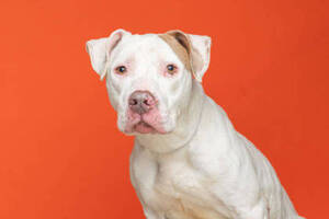 Carousel image ac947c32f885503dba7d best crop 15f8078b863323527049 animal shelter rebel