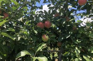Apple picking NJ