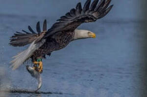 Carousel image 97c7bc5a97f863fdbd65 best crop 9d4ff86186c3a14bd7b3 best crop 25204a9e74037d3a6cfc bald eagle via dep