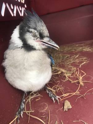 Bird with crusted eyes 