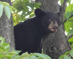 Carousel image 308ae41d7370662507dc 237b6f93978c59a253c3 black bear boyd a loving sept 2020