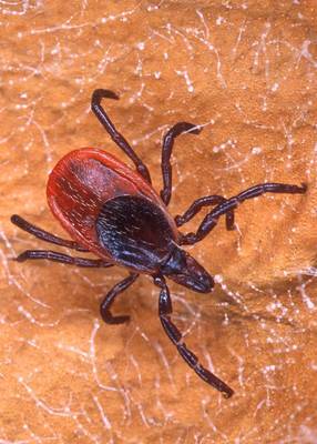 Reminder: Prevent Tick-Borne Diseases While Enjoying the Outdoors