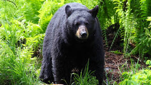 Carousel image 66d2e58540007b2aa9a8 16dd064fe968f33476d2 black bear 2