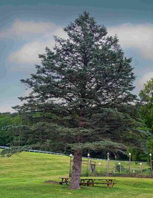 Carousel image f2c6d34bc4c73c5ef750 best crop 815c62c4340475dab315 blue spruce