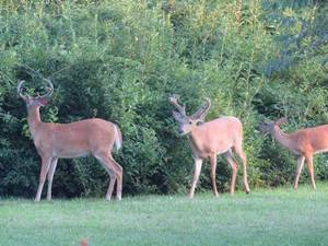 Carousel image 1e25c86059678b87e947 913a33e80b290b2f5ac2 buckswestfieldsummitcourt frank malfatto