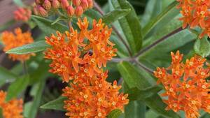Carousel image 4bd9e4f30001d09d79ff best crop f5bbbce012b239e18310 butterfly weed asclepias tuberosa photo credit melinda myers