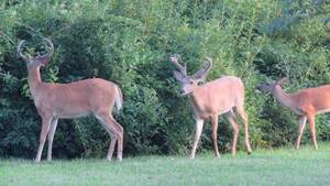 Carousel image 8e531d deer