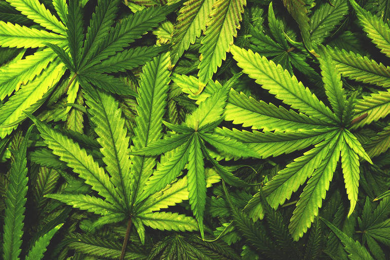c2bcd1f7ddd71efccc19_Marijuana_4.jpg