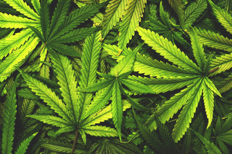 Do no harm? New study shows youth marijuana use increases after legalization