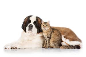 Carousel image 2a5be2e4a31f32633476 cat and dog