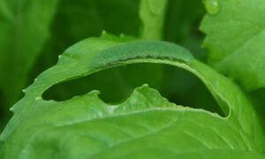 Carousel image 620dac5d2c83d852b143 best crop c83e751ff8e656026899 best crop 2c6ae9d409f7b54692fe cabbage worm on mustard greens