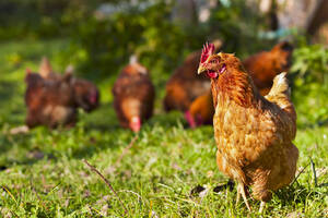 Carousel image 7eba93 poultry science delaware vallley university doylestown