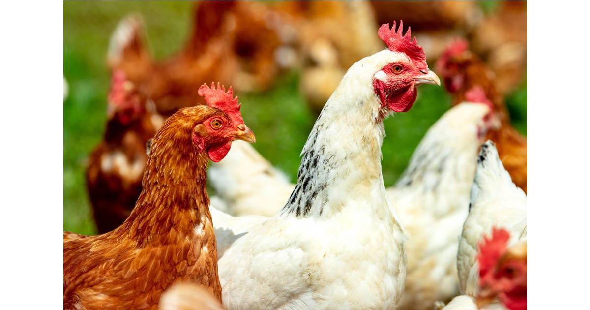 Madness Abounds About Chickens in Coconut Creek, as Elected Leaders