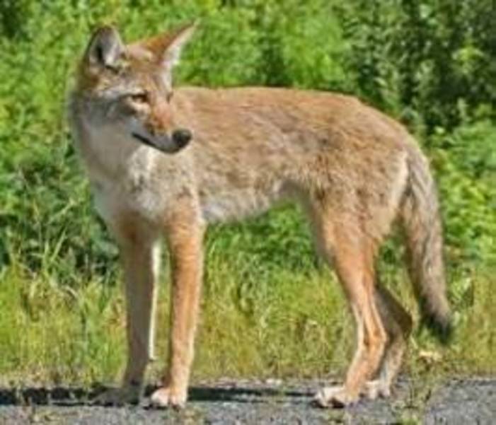 Large Coyotes Spotted in Passaic Valley Area, May Be Dangerous