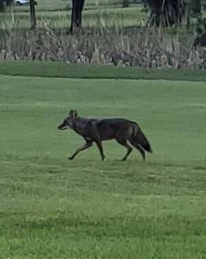 Carousel image 3815fc02c34166ba3afc best crop 2ee082b058eb02e13bdb coyote 1