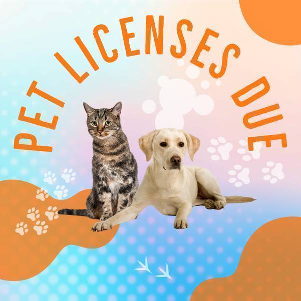 Make Your Pet Legal; 2023 Madison Pet Licenses Now Available Flipboard