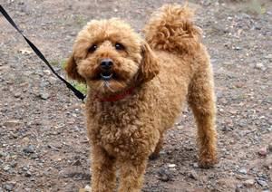 Carousel image 54e3b5e6fa7f600559c8 cute dog 10 16 22  smaller image 