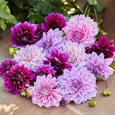 Carousel image 28b479b74bd2e600f561 best crop d161b6b601cca385e662 dinnerplate berry spritz dahlia collection photo credit longfield gardens