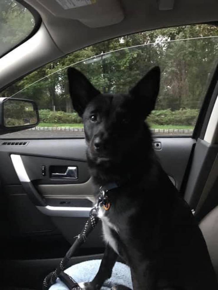 brunswick animal hospital