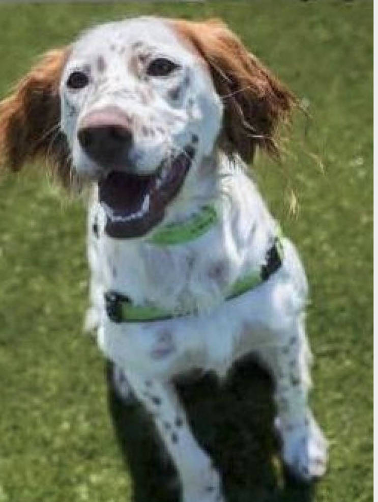 dog.png