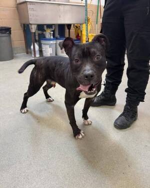 Carousel image e405a07db4b42005453b best crop 15578181bc9dcf50e937 dog found march 5 a
