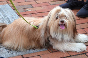 Carousel image f67a5019ea15e9233418 43cfcf933d202956daa4 dog   file photo by john mooney