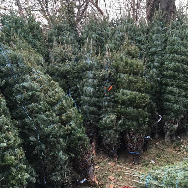 Santa's Elves Tipped Us Off The First Christmas Trees Arrived at