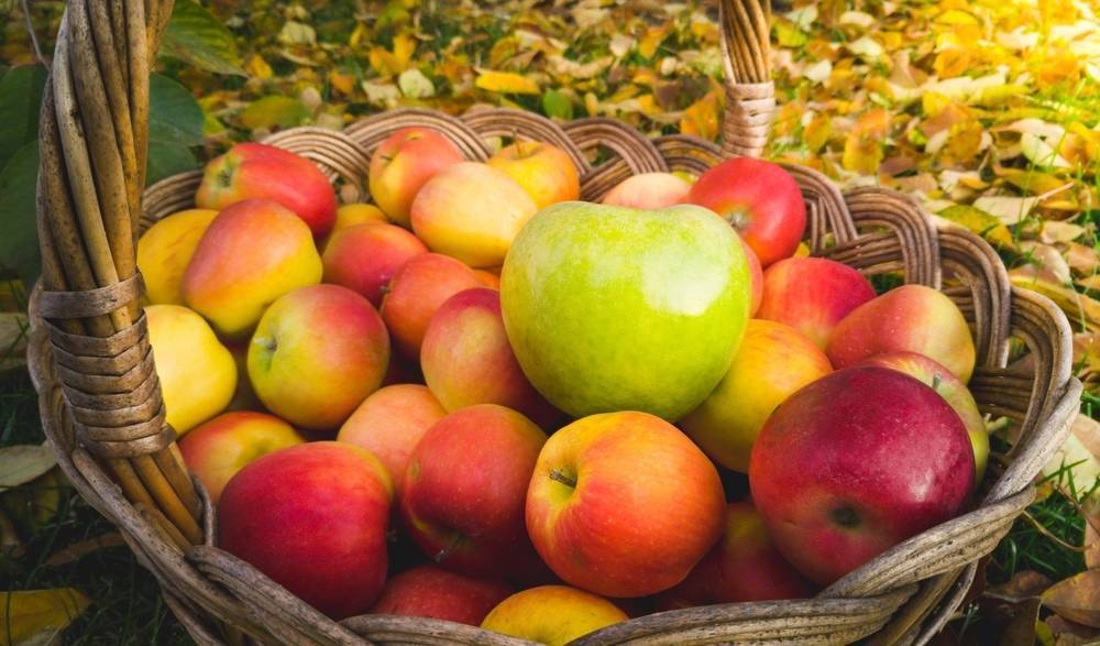 Woodland Park Home & School Associations Plan Fall Fundraisers